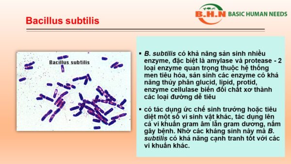 Men vi sinh Bacillus subtilis