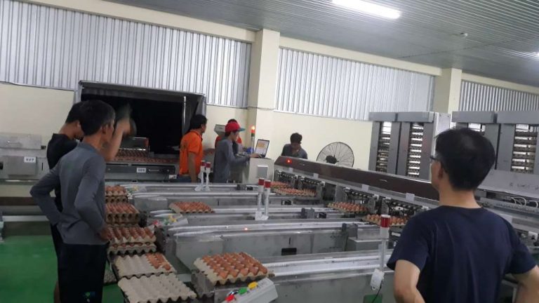 Lắp đặt máy phân loại trứng với công suất 35.000 trứng/h ở TS Farm Tây Ninh