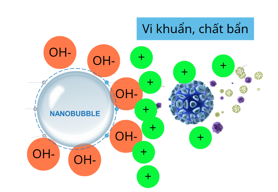 Nanobubble oxy hoá các mảng bám biofilm phá huỷ nơi trú ngụ của vi khuẩn gân hại
