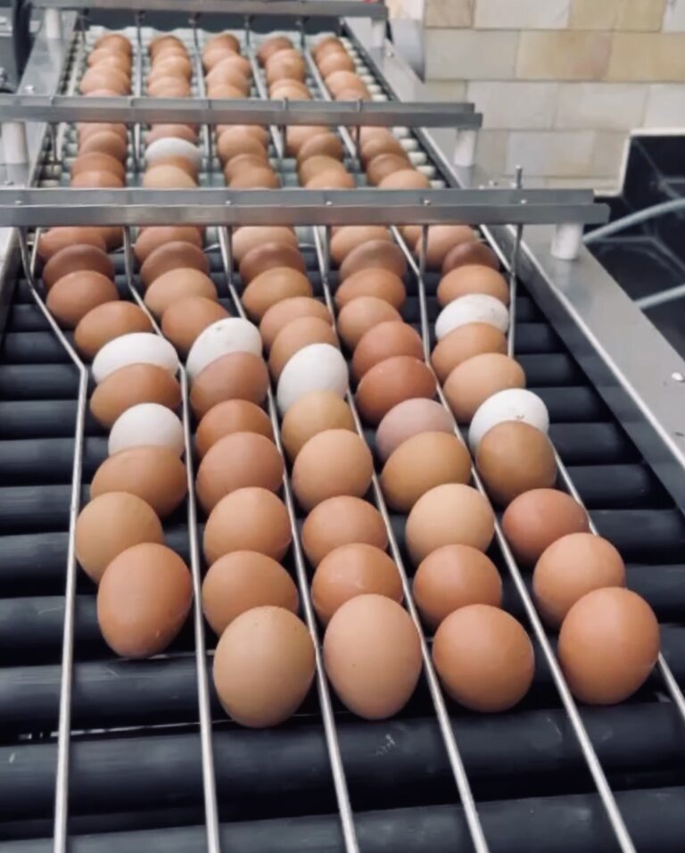 Máy phân loại trứng thủ công