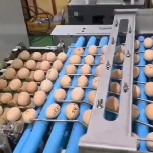 phân loại trứng gà ác