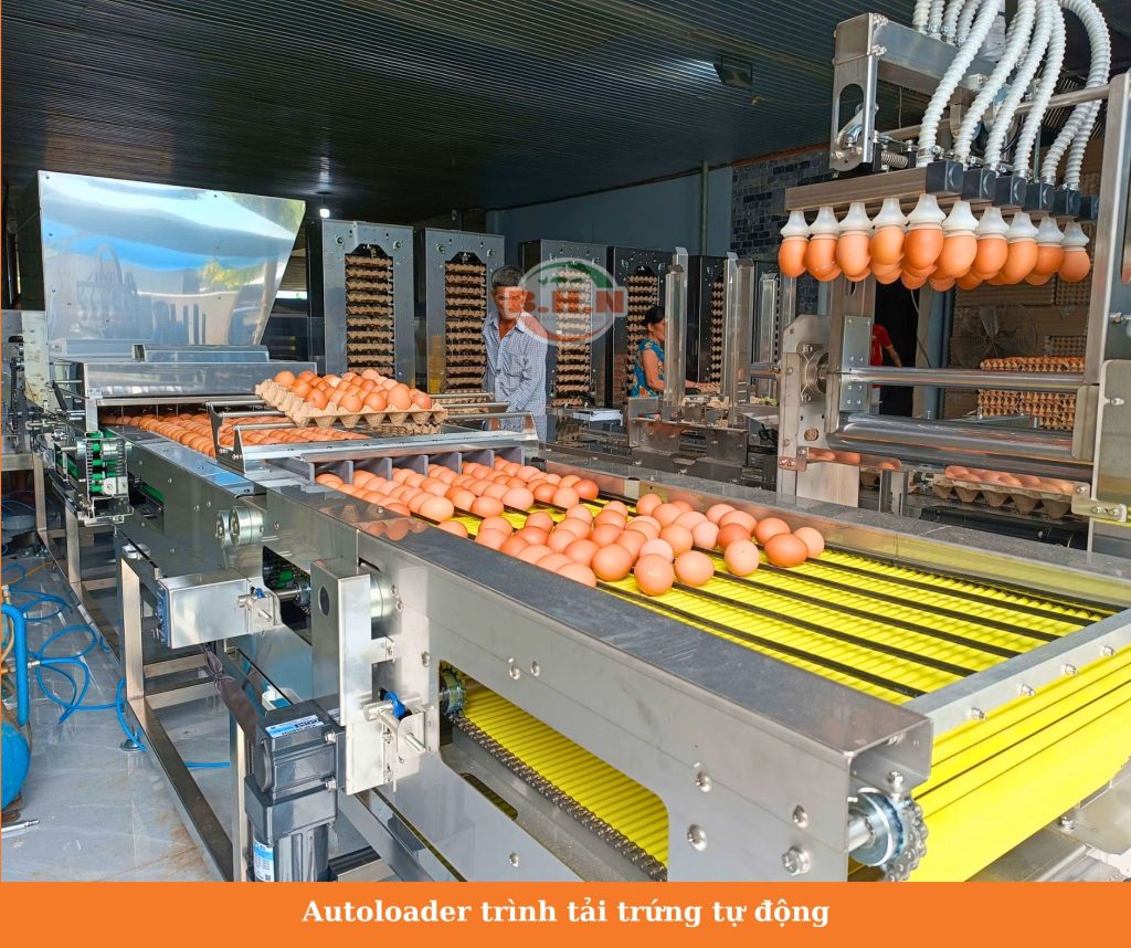 Máy phân loại trứng gà