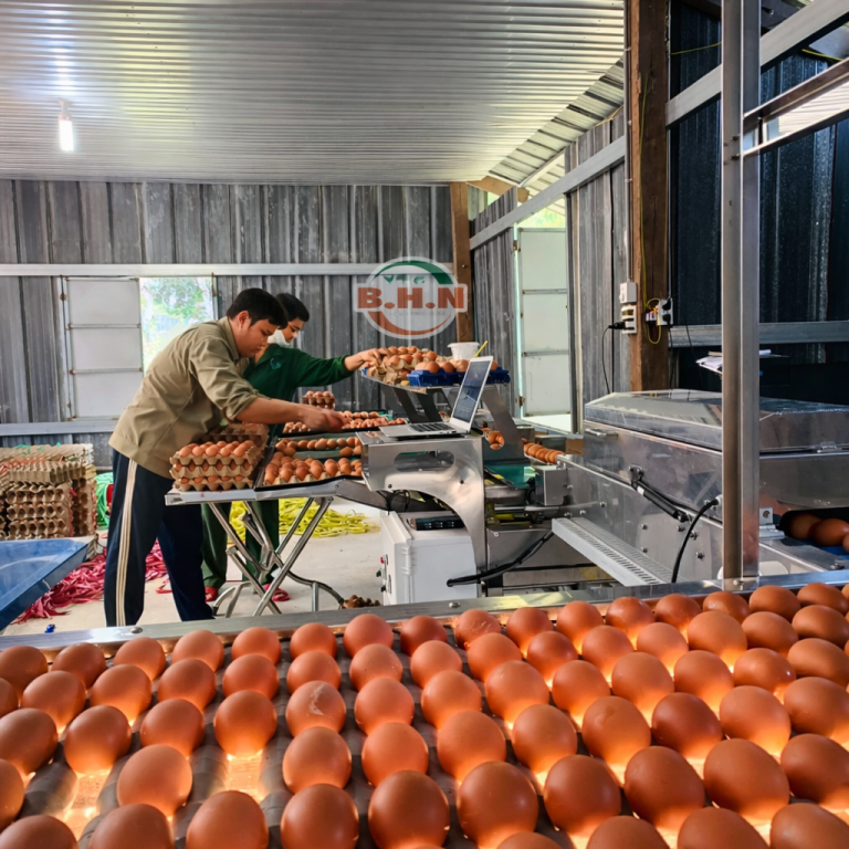 Máy phân loại trứng 10.000 trứng/giờ lắp đặt thành công tại Củ Chi
