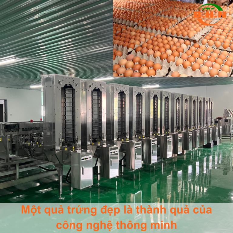 FAQ: Everything You Need to Know About Egg Grading Machines