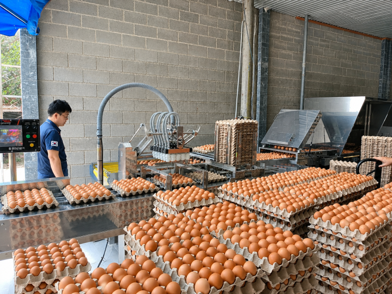 Lắp đặt máy phân loại trứng 30.000 trứng/ giờ tại Đồng Nai