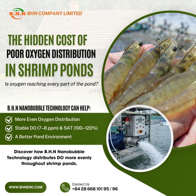 The Hidden Cost of Poor Oxygen Distribution in Shrimp Ponds | B.H.N Nanobubble Technology