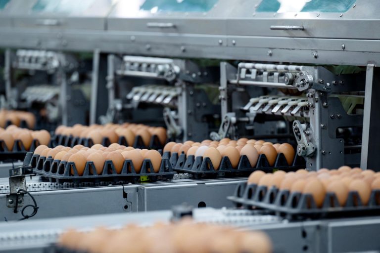 What Is an Egg Grading Machine?
