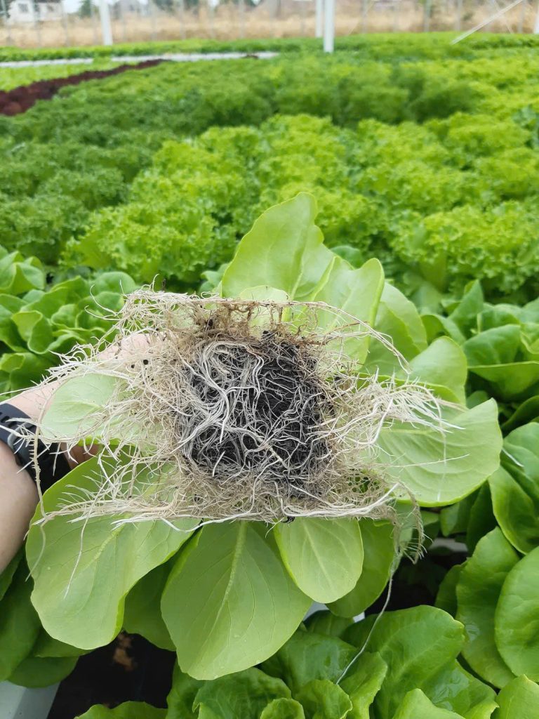 Vì sao oxy hòa tan (DO) đóng vai trò quan trọng đối với sức khỏe bộ rễ?