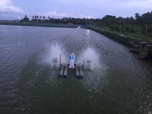 Điều Gì Xảy Ra Với Ao Tôm Vào Ban Đêm?