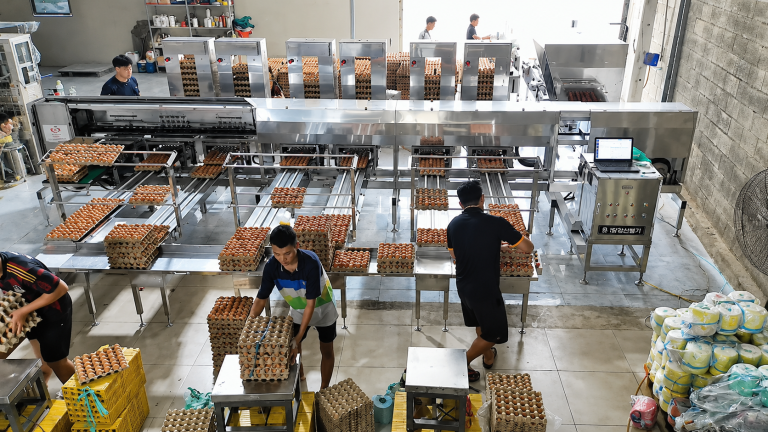 Do farms with fewer than 50,000 laying hens need an egg grading machine?