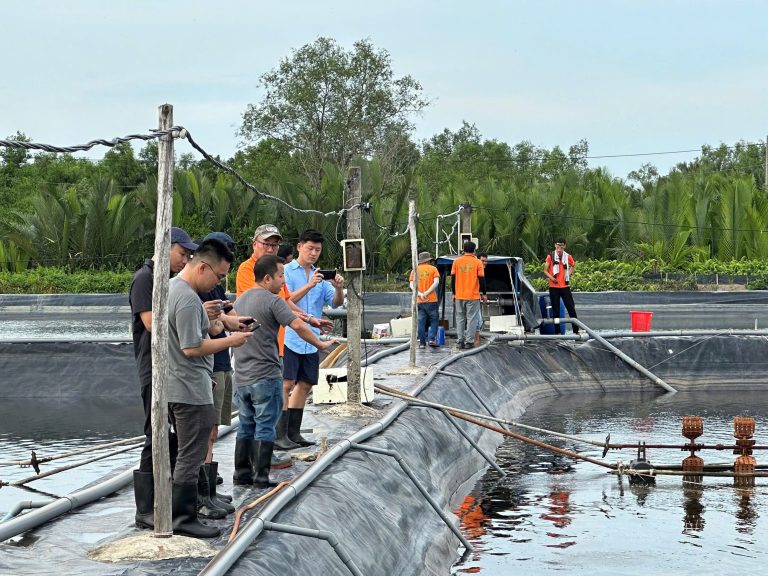 Mối Nguy Hiểm Tiềm Ẩn Dưới Đáy Ao Tôm: Thiếu Oxy Hòa Tan