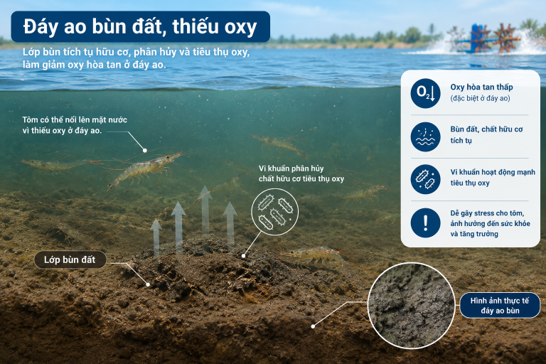 Tại Sao Oxy Ở Đáy Ao Quan Trọng? – NanoBubbles B.H.N