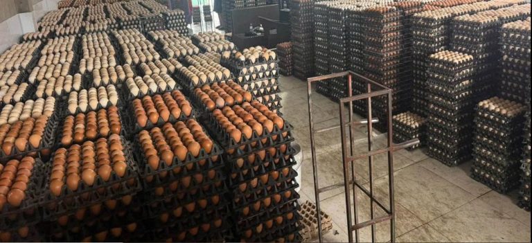 Which Farm Size Needs a 10,000 Eggs/Hour Egg Grading Machine?