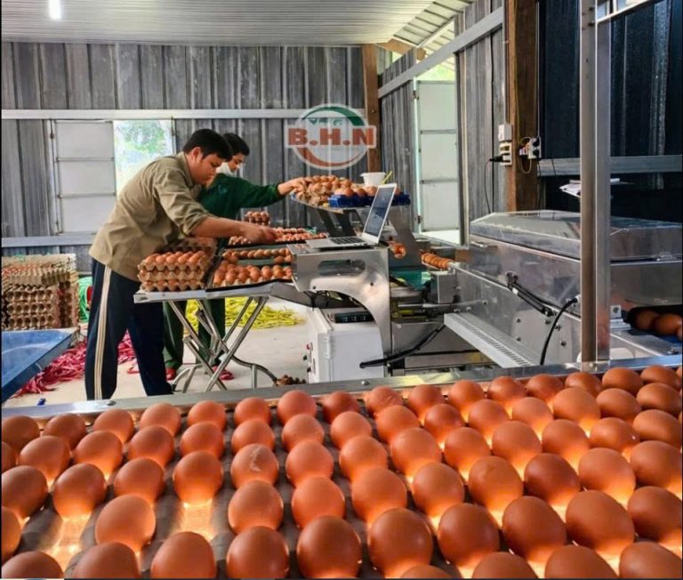 Máy Phân Loại Trứng B.H.N Có Dễ Sử Dụng Không? Hướng Dẫn Vận Hành Thực Tế
